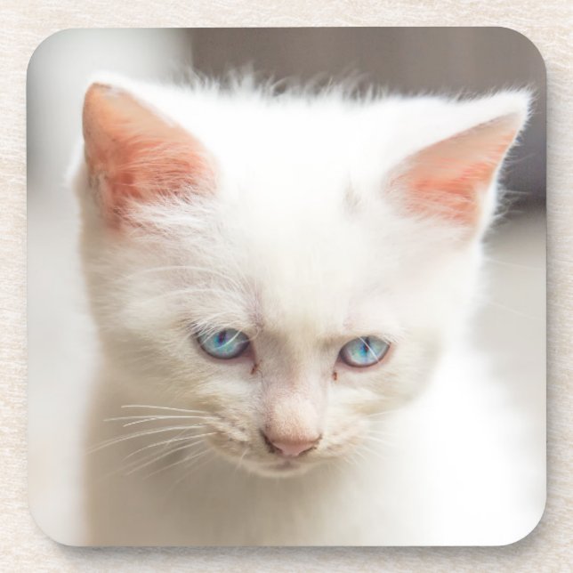 Dessous-de-verre Chaton blanc (Devant)