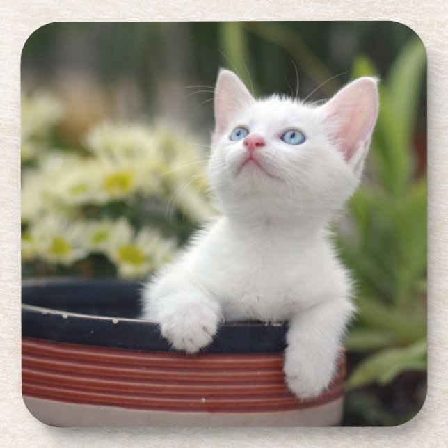 Dessous-de-verre Chaton blanc turc (Devant)