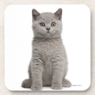 Dessous-de-verre Chaton britannique de Shorthair (10 semaines de) 2