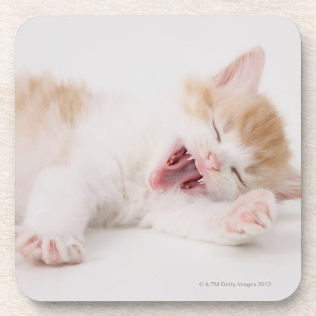 Dessous-de-verre Chaton de baîllement sur le fond blanc (Devant)