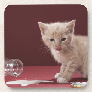 Dessous-de-verre Chaton léchant le lait renversé de la bouteille