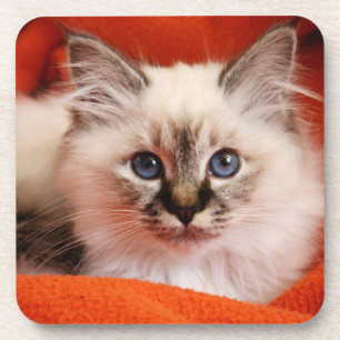Dessous-de-verre Chaton sacré de Birman