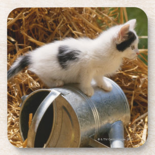 Dessous-de-verre Chaton se reposant sur la boîte d'arrosage