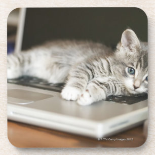 Dessous-de-verre Chaton se reposant sur l'ordinateur portable