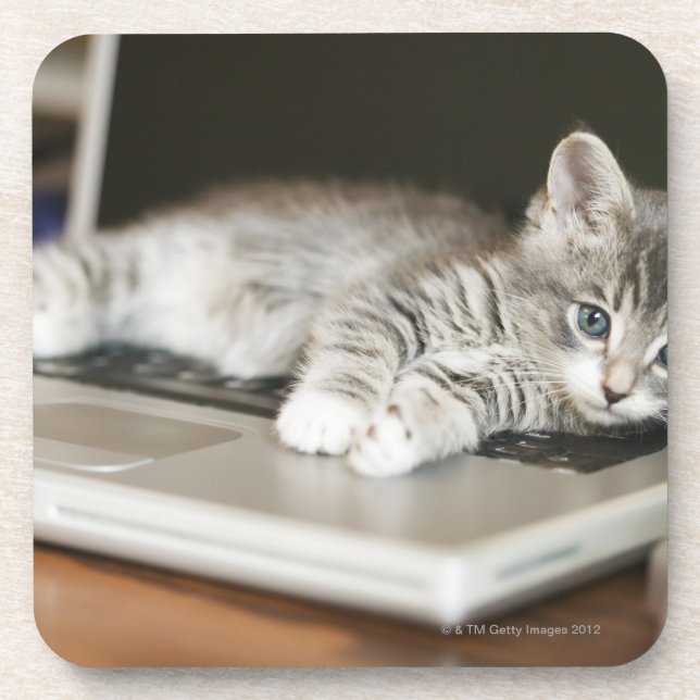Dessous-de-verre Chaton se reposant sur l'ordinateur portable (Devant)