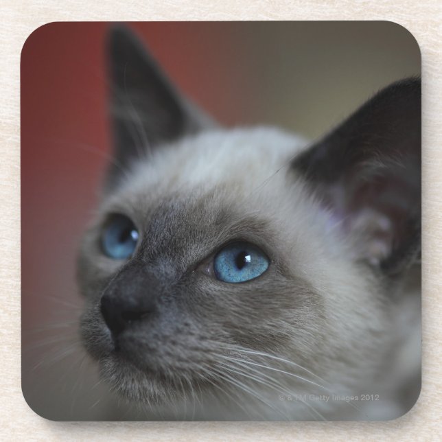 Dessous-de-verre Chaton siamois (Devant)