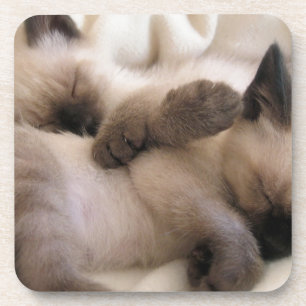 Dessous-de-verre Chaton siamois mignon de chat d'animal familier de