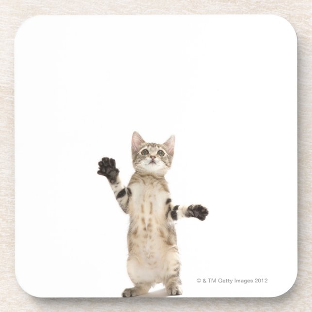 Dessous-de-verre Chaton sur l'arrière - plan blanc (Devant)