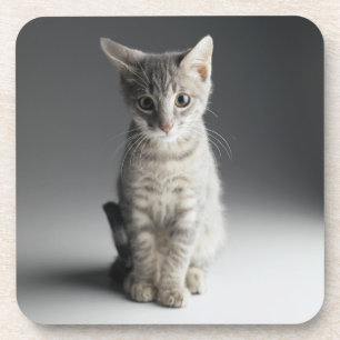 Dessous-de-verre Chaton tigré bleu