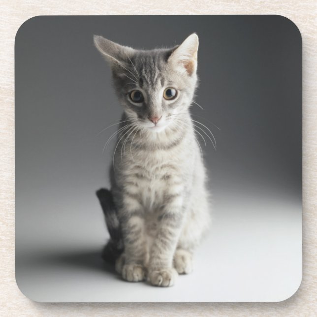 Dessous-de-verre Chaton tigré bleu (Devant)