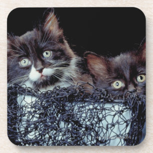 Dessous-de-verre Chatons dans le récipient