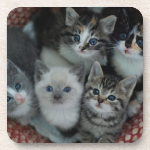 Dessous-de-verre Chatons dans un panier