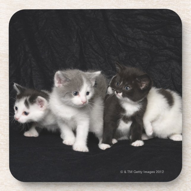 Dessous-de-verre Chatons dans un tir de studio (Devant)