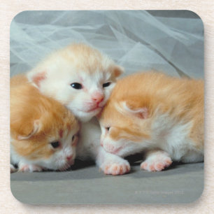 Dessous-de-verre Chatons oranges de fourrure
