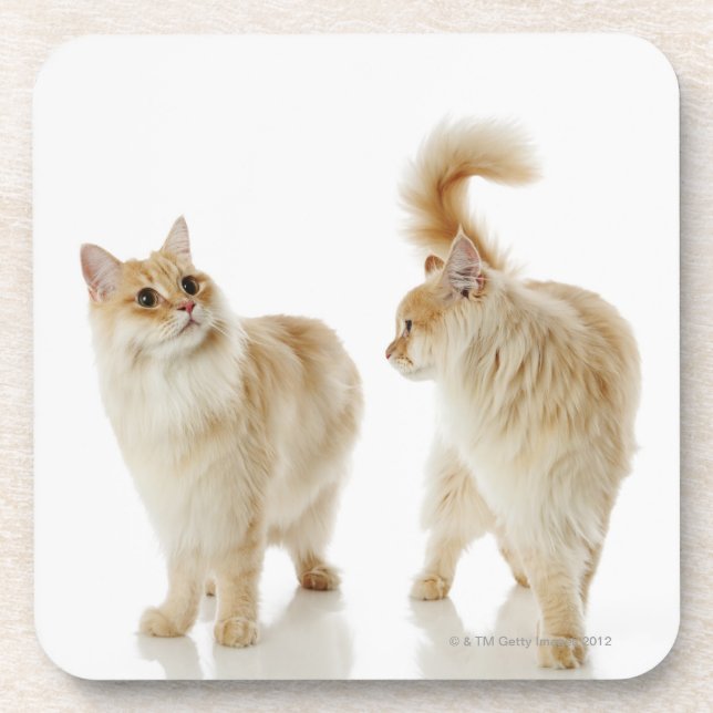 Dessous-de-verre Chats de Munchkin (Devant)