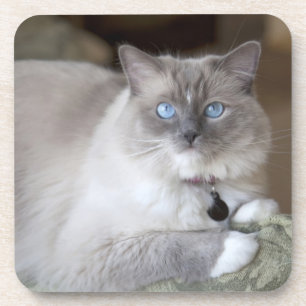 Dessous-de-verre Chatte Ragdoll