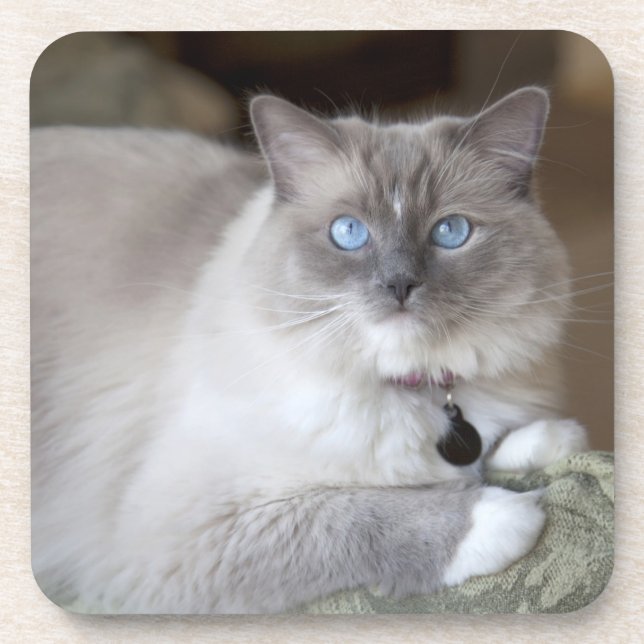 Dessous-de-verre Chatte Ragdoll (Devant)