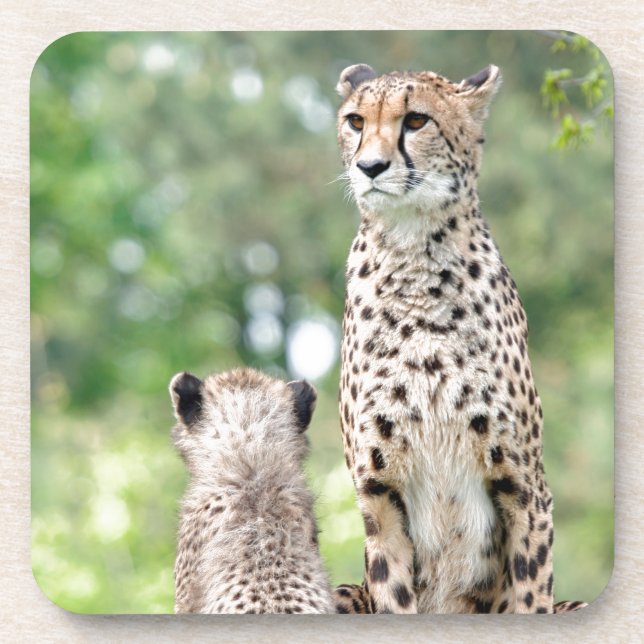 Dessous-de-verre Cheetah 004 (Devant)