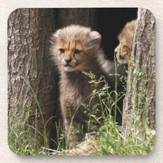 Dessous-de-verre Cheetah 005 (Devant)