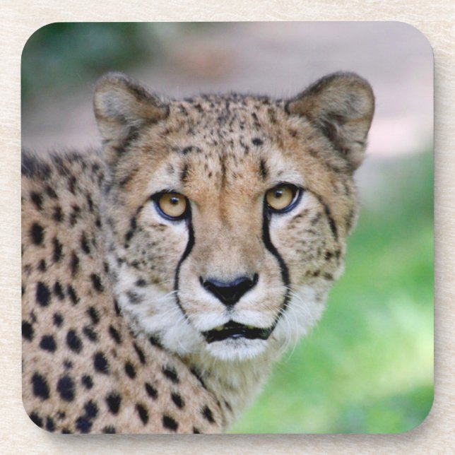 Dessous-de-verre Cheetah 009 (Devant)