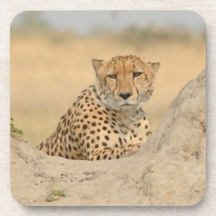 Dessous de verre Cheetah Gaze