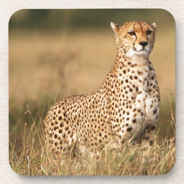 Dessous-de-verre Cheetah on small mound for better visibility