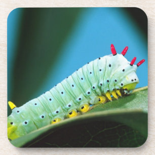 Dessous-de-verre Chenille du papillon Prométhée, Callosamia