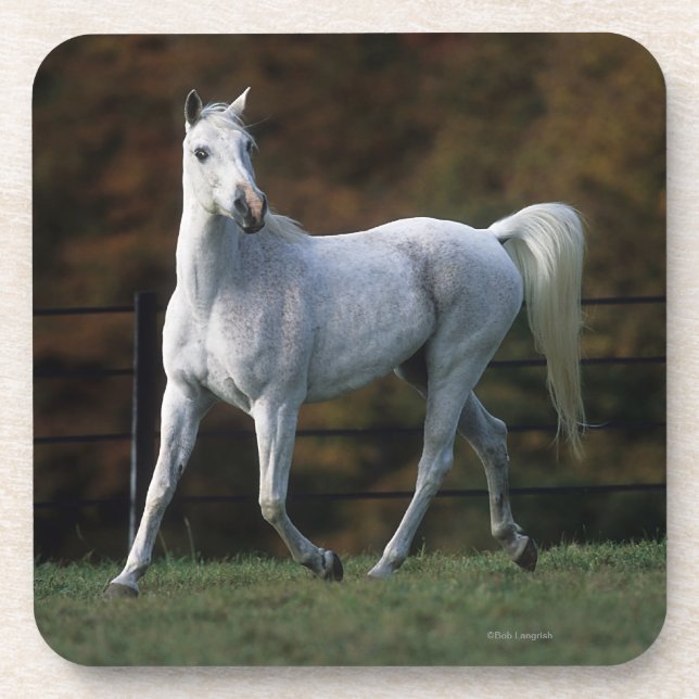 Dessous-de-verre Cheval arabe courant 1 (Devant)