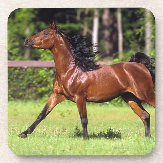 Dessous-de-verre Cheval arabe courant 2 (Devant)