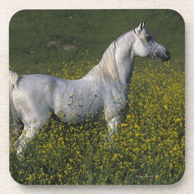 Dessous-de-verre Cheval arabe se tenant en fleurs (Devant)