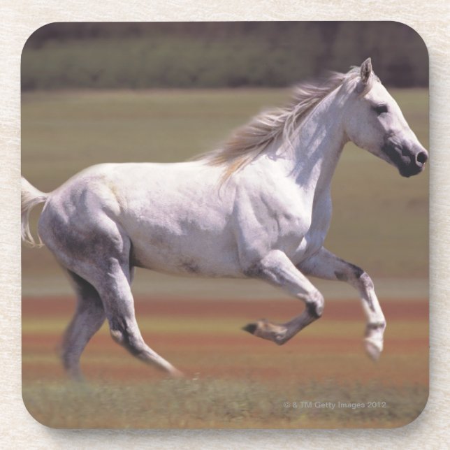 Dessous-de-verre Cheval blanc fonctionnant dans le domaine (Devant)