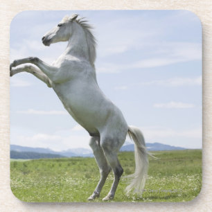Dessous-de-verre cheval blanc sautant sur le pré