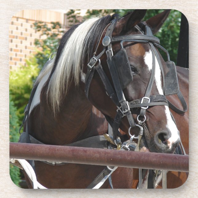 Dessous-de-verre Cheval Buggy Bay Pinto Amish (Devant)