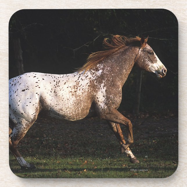 Dessous-de-verre Cheval d'Appaloosa courant 4 (Devant)