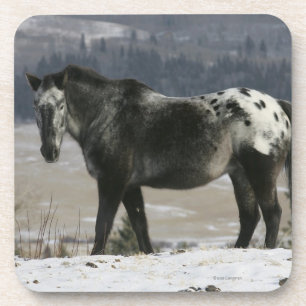 Dessous-de-verre Cheval d'Appaloosa dans la neige