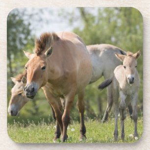 Dessous-de-verre Cheval de Przewalski et poulain en marche