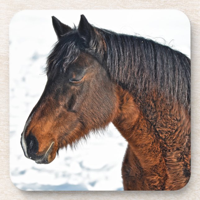 Dessous-de-verre Cheval d'hiver endormi en terrain neigeux (Devant)