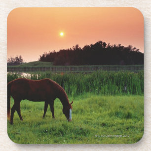 Dessous-de-verre Cheval frôlant dans le domaine au coucher du