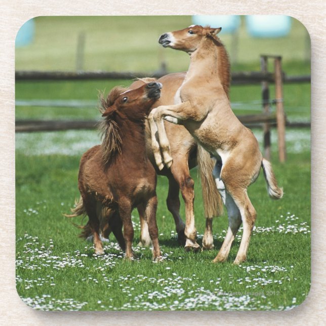 Dessous-de-verre Chevaux 3 (Devant)