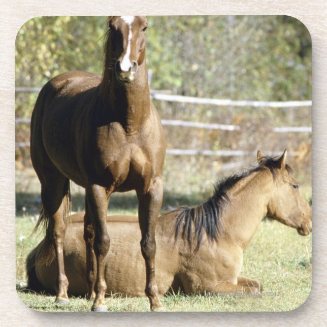 Dessous-de-verre Chevaux dans le pâturage (Devant)