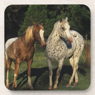 Dessous-de-verre Chevaux d'Appaloosa