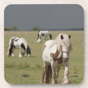 Dessous-de-verre Chevaux de Clydesdale dans un domaine, le