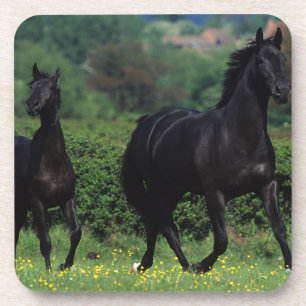 Dessous-de-verre Chevaux de pur sang dans le domaine de fleur