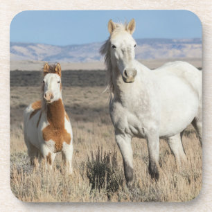 Dessous-de-verre Chevaux sauvages chez eux dans le bassin de Sandwa