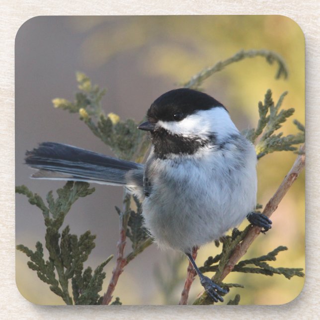 Dessous-de-verre Chickadee_9695 (Devant)