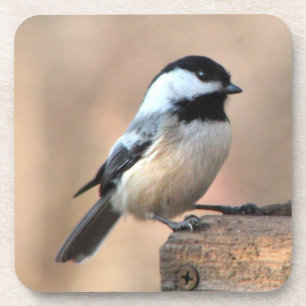Dessous-de-verre Chickadee dans la lumière d'or