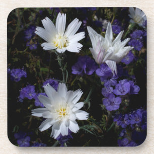 Dessous-de-verre Chicory et fleurs sauvages de Phacelia