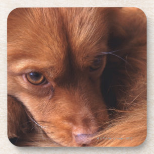 Dessous-de-verre chien