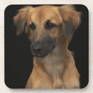 Dessous-de-verre Chien Brown de resuce avec le nez noir sur le noir