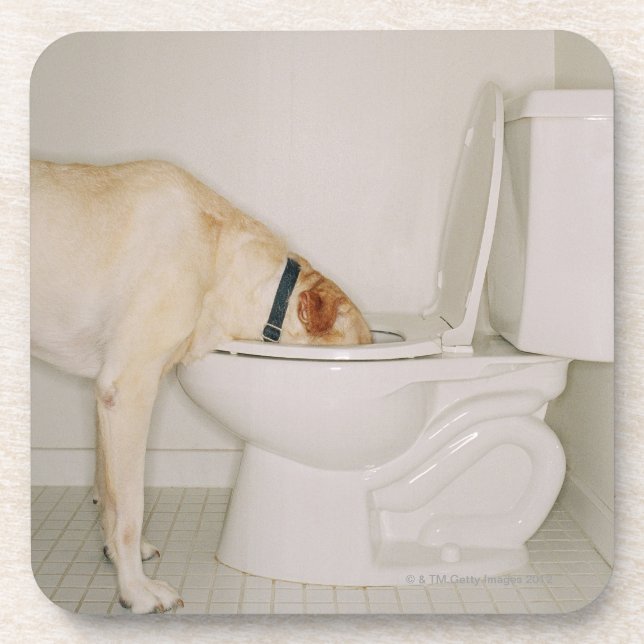Dessous-de-verre Chien buvant hors de la toilette (Devant)